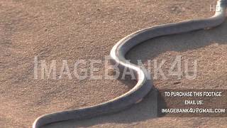 Snake winding on Desert sand dune