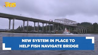 New system in place to help fish navigate Hood Canal Bridge