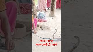 #কালকেউটে সাপের কতো বড় ফণা #ভাইরাল#শর্ট#ভিডিও #howtoviralshortvideo#দেখুন কতো বড় কেউটে সাপ