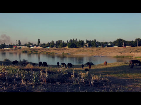 What does a modern day shepherd do?