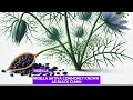 nigella sativa the miracle seed for health and wellness