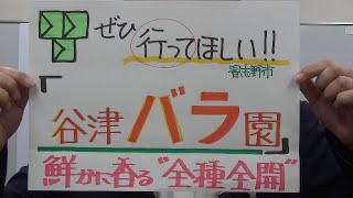 市長News 24.5/30(木) 全種全開　谷津バラ園