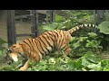 amur tiger enjoying the ice in summer maruyama zoo hokkaido japan