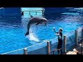 Dolphins Adventures (Full Show) taken at SeaWorld San Diego on August 25, 2023