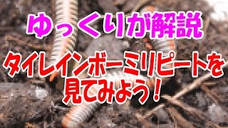 【虹色？】タイレインボーミリピートを見てみよう！【ゆっくり解説】 #毎日1時間