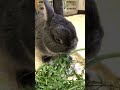 うさぎさんはやっぱり生にんじん葉が好き！🐰 ウサギ うさぎ bunny ネザーランドドワーフ かわいい 癒し ミニレッキス にんじん葉