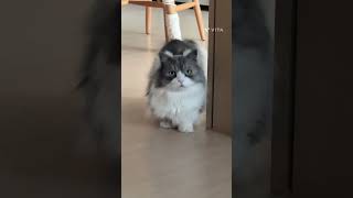 집사가 늦잠자면 짜증내는 고양이 #funny #cat #shorts