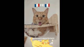 Funny Nala Sing APT Apartment Apatu???#cat #funny #meow #gingercat #catsinger #kucing #猫咪 #猫 #搞笑