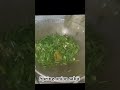 thandi m sabji springonionrecipe shorts shortsvideo food