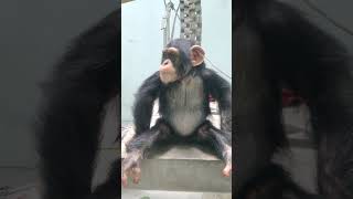 既夏■⑦チンパンジー・モコイチくん・沖縄こどもの国・・・Chimpanzee ・Okinawa Zoo \u0026 Museum(20230410)