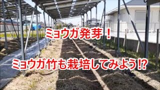 ミョウガが発芽！ミョウガ竹も栽培してみよう⁉