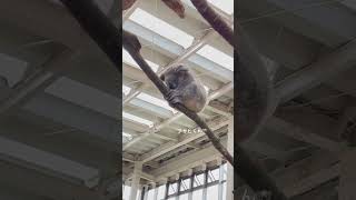 【コアラ】トレーニングに疲れたアサヒくん🥹体を小さくして存在を消してる🥹 #animals #koala #コアラ #animals #動物園 #動物公園 #癒し #The