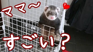 フェレット🐱フェレットの遊び方の巻【5Ferret1Cat】How to play ferret【Cute cat \u0026 ferret】