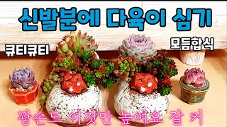 다육이 신발화분에 심기 모듬합식  요렇게 심으면 습도에 강해져 꽝손도~ 잘~ 커 Succulents Succulent plant 多肉植物