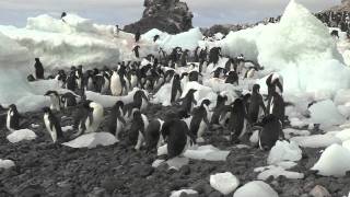 Penguins moving around / Des manchots se balladent