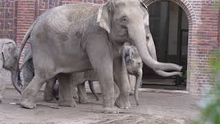 Elephant video 4k,elephant Rani very strong,Elefant Rani big respect,Zoo Videos Leipzig