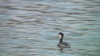 ミミカイツブリ（1）冬鳥（冬羽と夏羽） - Horned Grebe / Slavonian Grebe - Wild Bird - 野鳥 動画図鑑