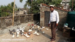 MADRASI PIGEON FLYING BY MUSTAKIM ALI SHA ( MALLIKPUR KAZIPARA) 9875637913 / 7890303252