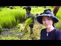 ធម្មជាតិស្រុកស្រែ the natural rice field ច្រៀងដោយ ៖ បងដាដា គង្វាលគោ