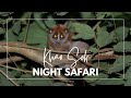 Khao Sok National Park - Night Safari