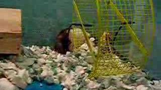 Ratatouille Hamster Treat 3