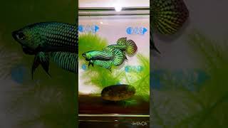 @bettacastle3662 Green Alien Hybrid Wild Betta #bettas #wildbetta #alien #fish #hybrid #hmpk