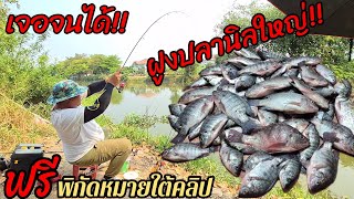 ❗️เจอฝูงปลานิลใหญ่อีกแล้ว❗️ห้ามพลาด❗️ปักหมุดไว้ใต้คลิปครับ❗️#ตกปลา #fishing #ตกปลาหน้าดิน #ตกปลานิล