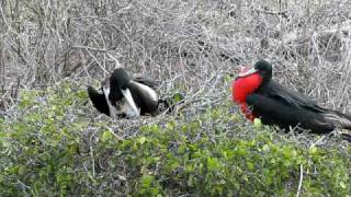 Galapagos / ガラパゴス　アメリカグンカンドリ親子