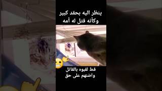 اغرب قط تشاهده في حياتك_فيديو حقيقي #قطط #cat