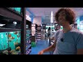 amazing african cichlid store tour in canada finatics aquarium