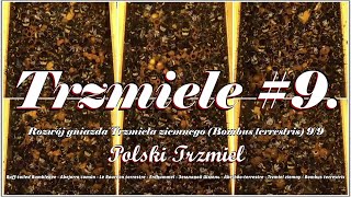 Trzmiele do zapylania - Rozwój gniazda (9/9): 99 Dzień chowu - Trzmiel ziemny (Bombus terrestris)