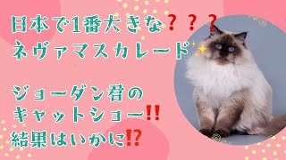 日本で一番大きなネヴァーマスカレード❓のジョーダン君‼️キャットショーへ行ってきました✨結果はいかに❓❓❓