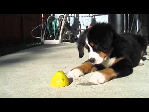 Bernese Mountain Dog Puppy vs Lemon. The Most Adorable Puppy!!! Bernese Mountain Dog Puppy vs Lemon. The Most Adorable Puppy!!!
