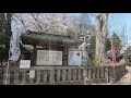 野木神社の桜とニリンソウ 二輪草 2019年4月5日 cherry blossom and anemone flaccida 栃木県下都賀郡野木町野木 4k