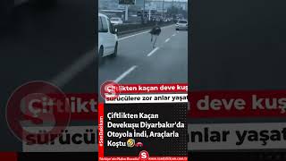 Çiftlikten Kaçan Devekuşu Diyarbakır'da Otoyola İndi, Araçlarla Koştu