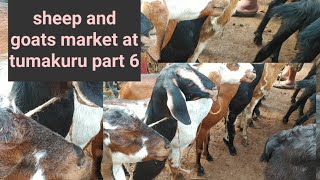 @AGRIANIMALS the sheep and goats market tumakuru part 6