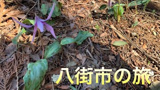 千葉県市町村制覇の旅八街市編！カタクリの花を見に行ったらとんでもない距離歩くことになった