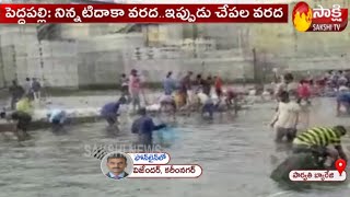 Plenty of Fish at Parvathi barrage | Peddapalli district | Sakshi TV