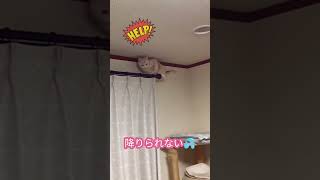 助けて〜降りられない💦