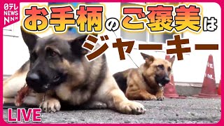 【どうぶつまとめ】『はたらく犬ニュース』 “お手柄”警察犬2匹と指導士を表彰 / 行方不明になった小学生を発見！警察犬2匹「ジャーキー」で表彰　など――動物ニュースライブ（日テレNEWS LIVE）