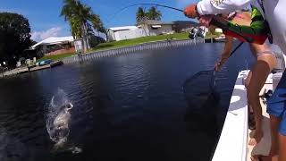 Florida freshwater fishing for bass, largemouth bass, peacock, clownknife fish
