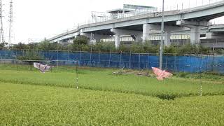 水田の鳥追いカイト（凧）