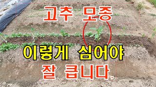 🍅 고추모종 이렇게 심어보세요/고추 모종 심는 간격/고추정식 시기/고추 모종 심는 깊이