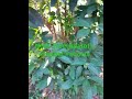 noni tree apatot herbal shortsvideo