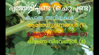 പുത്തരിച്ചുണ്ട | ചെറുചുണ്ട | Indian nightshade | ചെറുവഴുതിന | Solanum violaceum