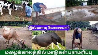 🐮🌧மழைக்காலத்தில் மாடுகள் பராமரிப்பு🐄🐮இவ்வளவு வேலையா⁉️😞Cow Maintenance🐂#shivyatimes #trending #cow