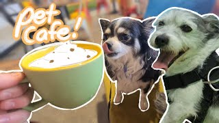 Visiting a DOG CAFE!