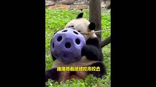 10.16福宝多了四个玩具球，一个大号漏空球，福宝很开心 #panda #cutepanda #fubao #cute #大熊猫 #animals #푸바오