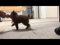 初めてのおもちゃ遊びが面白い子犬【vlog】【ティーカッププードル】【トイプードルとうさぎのれおぴょん】 05