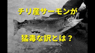 チリ産サーモンが猛毒な理由とは？